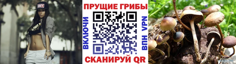 хочу наркоту  Теберда  Псилоцибиновые грибы ЛСД 